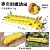 By8055 jujube piercing moth larvae