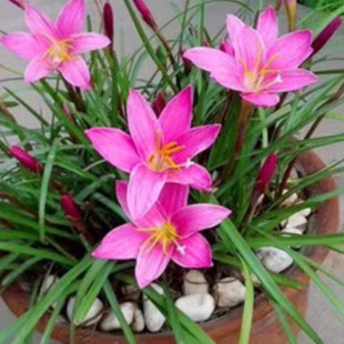 Rain Lily Bulbs Are Fragrant Indoor and Outdoor Blooming All Year Round, Single-Petal Courtyard Balcony Potted Flower Plants Are Easy to Maintain