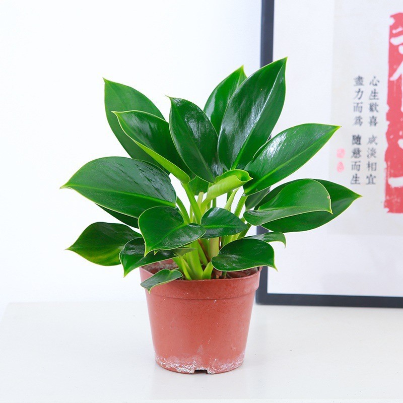 그린 프린세스 골든 다이아몬드 20cm 1 식물 - 화분이 없는 싱글 식물