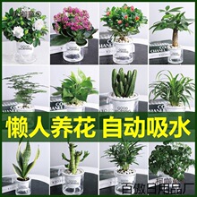 绿萝花卉盆栽植物文竹发财树苗水培好养懒人室内四季带花盆麦太保