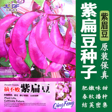 青丰摘不败紫扁豆种子 豆角种子猪耳朵紫豆角 扁豆种籽蔬菜种子