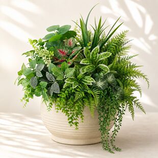 ����Gֲ�f���ನ˹�ݾG�����M��diy�쾰����ֲ�ﻨާ�~���ȼ���