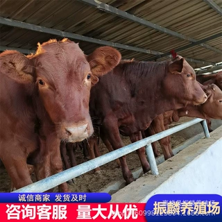 山东肉牛养殖场供应西门塔肉牛犊 三元杂交牛 利木赞牛等牛犊