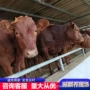 山东三元西门塔肉牛犊