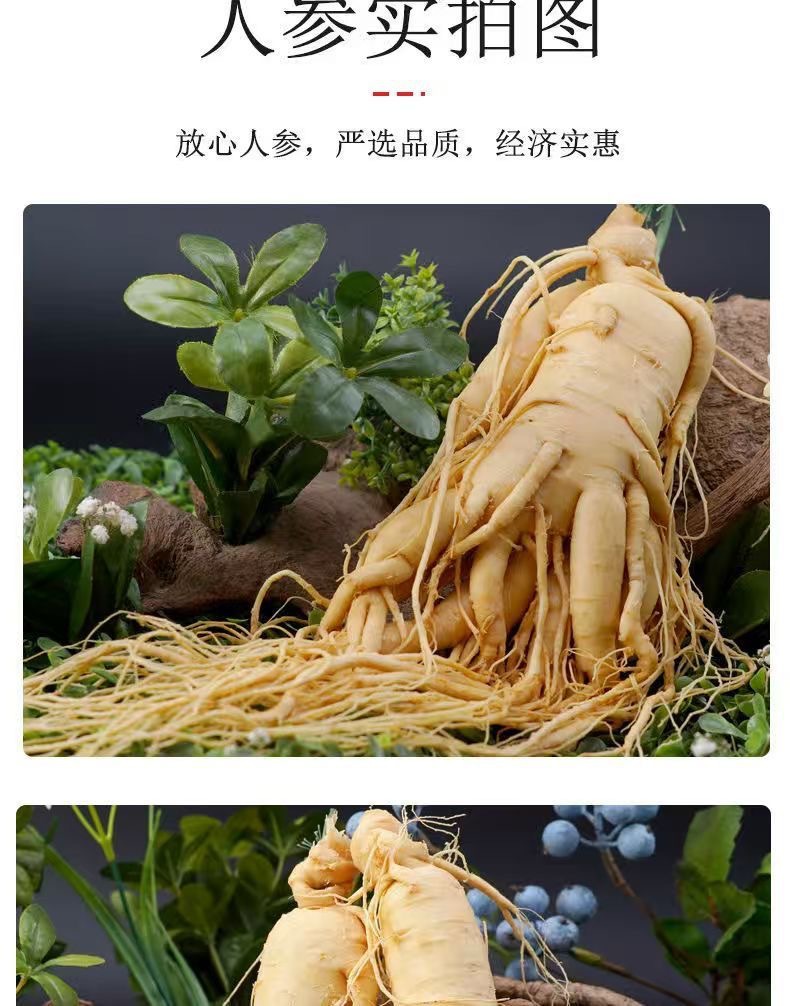 Fresh Ginseng Root (Panax ginseng) — Changbai Mountain Northeast Ginseng for Soup & Tonic Wine preparation