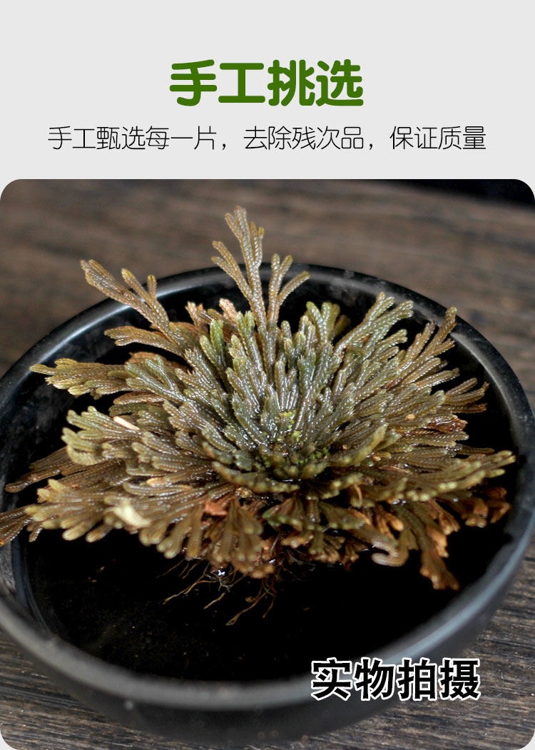 Dried Selaginella Herb Juan Bai 500g Resurrection Plant Raw Chinese Herbal Tea Material in use
