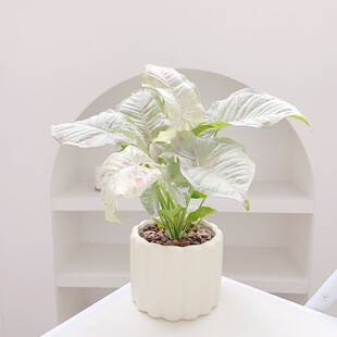 ţ�̼�м�Ϲ������Ա��Wins�L�k��������Gֲ�[���͏d���B�[�Ż�