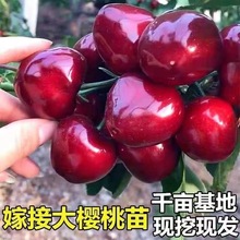 正宗樱桃树苗嫁接樱桃树苗车厘子樱桃树苗南北方种植盆栽地栽耐寒