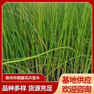 Qingzhou Base Wetland Greening Plant Nutrition Bowl Water Onion Aquatic Plant Water Onion Seedlings