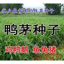 鸭茅种子耐阴耐寒果园草牛羊鹅兔鱼鸡多年生牧草种子鸭茅草种子