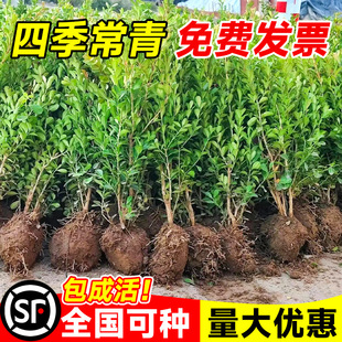 С�~�S����綬�����ͥԺ�G�������ļ�����ֲ�������L�������ȫ