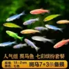 7-color zebrafish [18 in total] 14+4 reserves