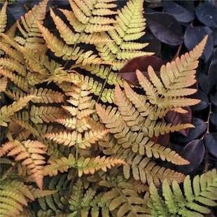 �t�w�[ëާ&lsquo;�x������&rsquo;Brillance Autumn Fern������׃ɫ���ͺ�