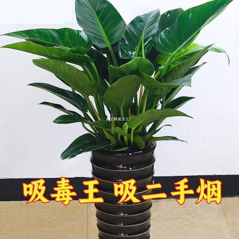 大叶绿公主铂金钻盆栽室内大型客厅水培花卉万年青绿萝好养绿植物