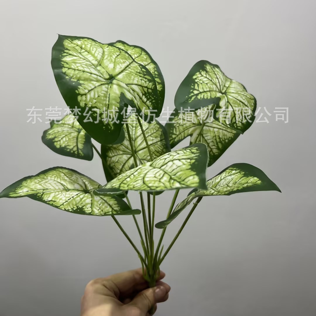 Paquete de mango de hoja de taro blanco