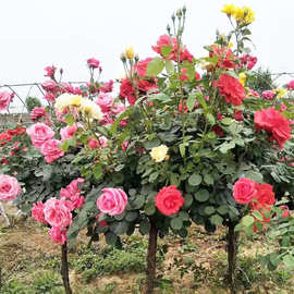 批发基地批发绿植花卉树状月季花盆栽庭院地栽月季树欧月季树状月