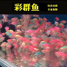 中型淡水觀賞魚 中型淡水觀賞魚批發 促銷價格 產地貨源 阿里巴巴 中型淡水觀賞魚 中型淡水觀賞魚批發 促銷價格 產地貨源 阿里巴巴
