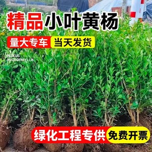 Small Boxwood Seedlings, Melon Seed Boxwood Ball Seedlings, Courtyard Fence Greening Single-Stem Boxwood Saplings, Large-Leaf Boxwood and Holly Seedlings