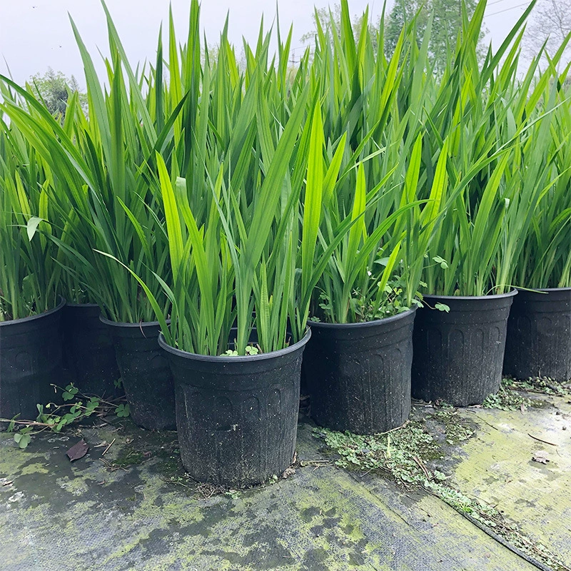 Цветок Марса 2 галлона Горшечная Орхидея Realgar Ландшафтный дизайн рассады цветы Зеленые растения Цветочная граница Водные растения