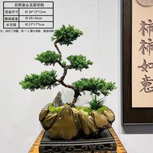 五层真柏盆景迎客松好养禅意室内绿植办公室桌面常青摆件中式造型
