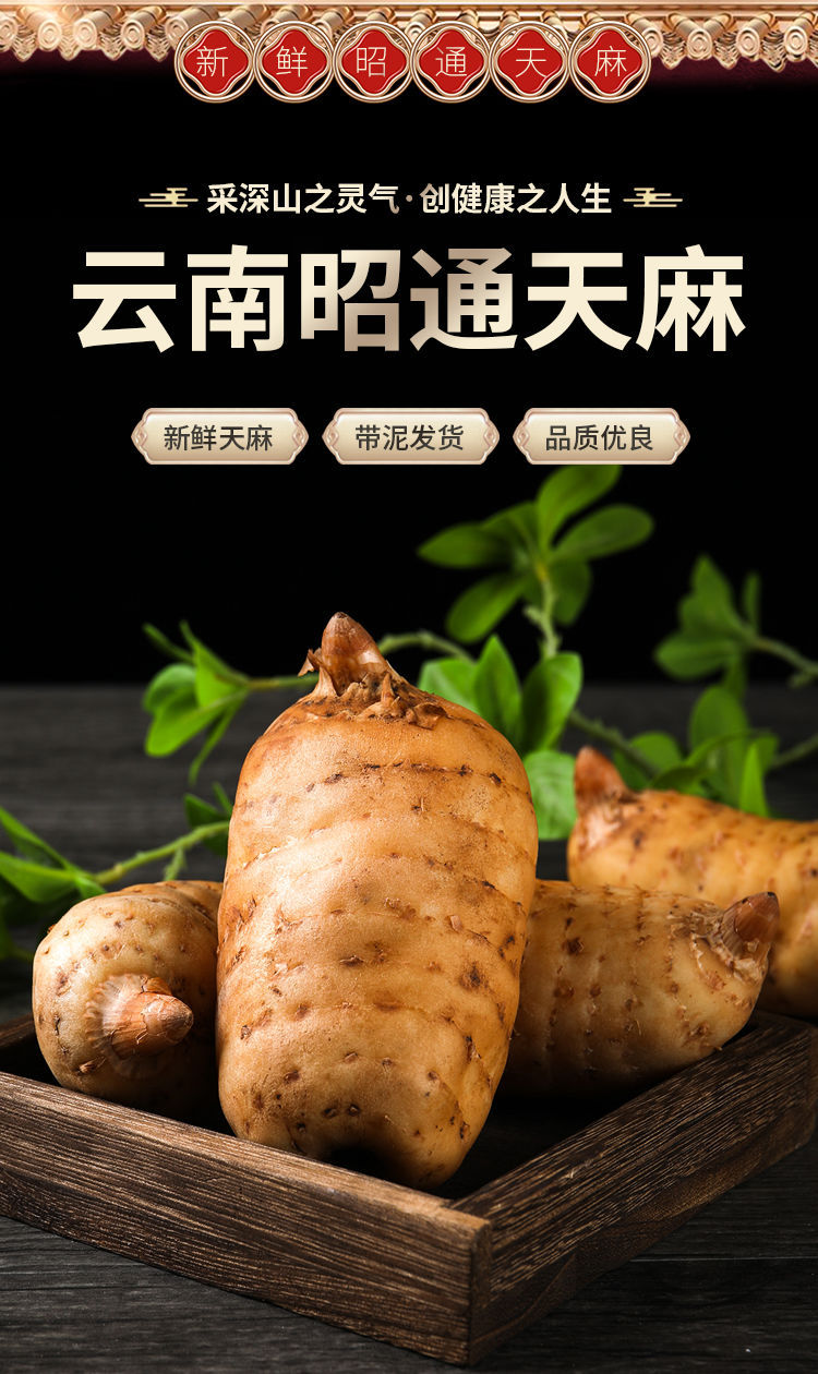 Fresh Wild-Simulated Black Gastrodia Tian Ma 500g Gift Box Yunnan Zhaotong Xiaocaoba Newly Harvested overview