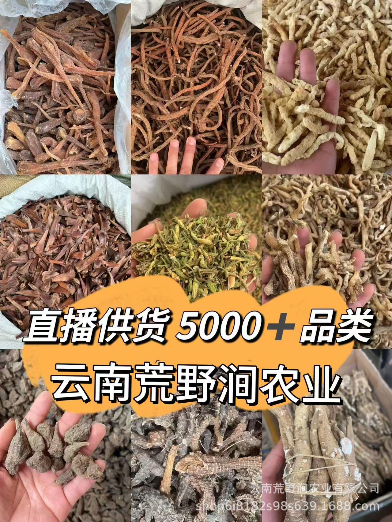 Dried Morel Mushrooms Yang Du Jun Morchella Gift Box Wild Yunnan Gourmet Culinary Fungi Holiday Gift Set in use