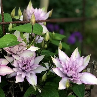 �F��ɏ�����ش�С������ͥԺ���@������Ԯ���Ե����Ϙ��F��ɏ����