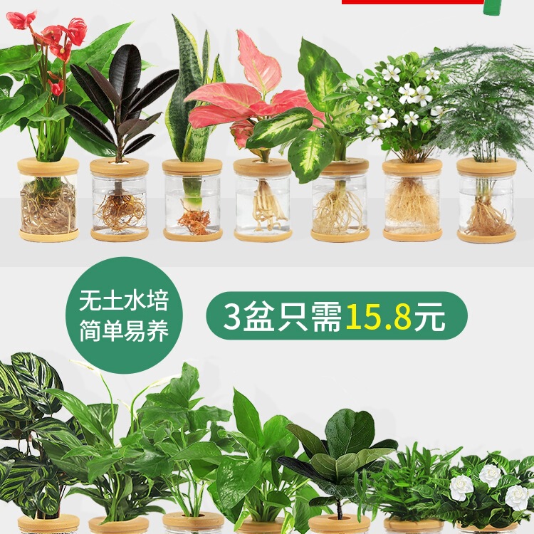 Hydroponic Plant Potted Green Radish Gardenia Office Flowers Small Green Plants Easy to Grow All Year Round Succulent Water Potted Plants