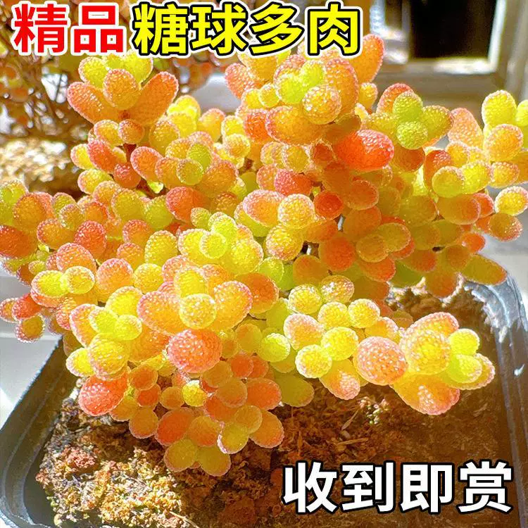 Мандариновый конфетный шар, ледяной кристалл, ветка абрикоса, суккулентное растение, старый пень, высококачественный драгоценный редкий сорт, зеленое растение, цветок, который легко ухаживать.