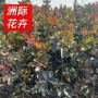 庭院绿化工程小区紫薇