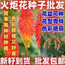 ��滨�N�ӻ������ѻ�滨�e���t������ɏ�N���ļ��ɲ������׷N