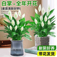 һLˮֲtˮB׻ֱlk҃ȻܾGֲ