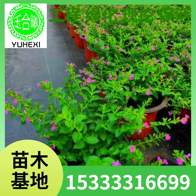 Оптовая база рассады гипсофилы, красивые саженцы вишни, вечерней примулы, коропсиса в горшках, цветущих в любое время года на севере и юге.