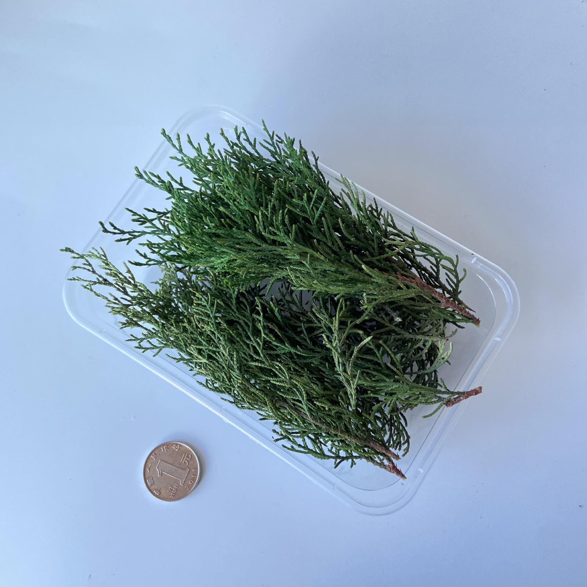 Pine and cypress leaves DIY aromatherapy candle eternal flower dried…
