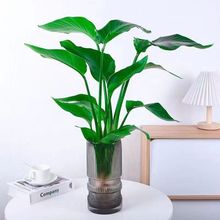 水培天堂鸟植物水养大绿植盆栽四季常青易活花卉鹤望兰室内阳台
