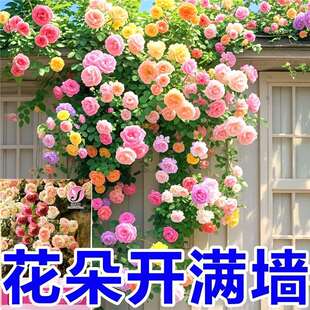 Roses with Climbing Vines and Seeds Can Be Planted in All Seasons to Repel Mosquitoes and Insects. Multi-Headed Roses Can Be Planted in the Courtyard Fence and Climbing Plant Flowers
