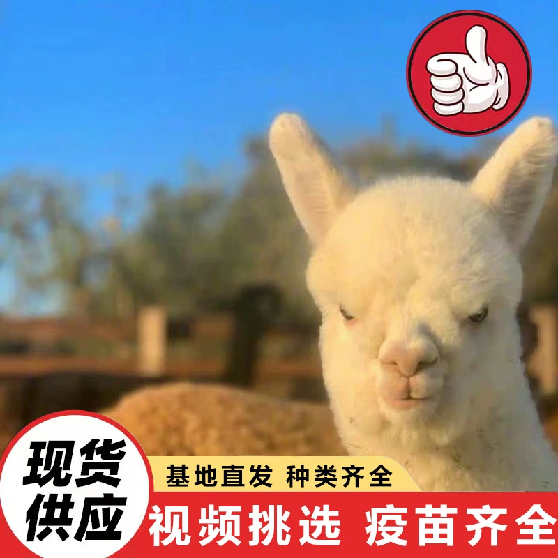 Сколько стоит кормить альпаку в зоопарке?