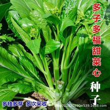 Ӷร̦ײ̦ѿķNļ߲˷N