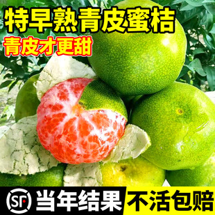 Early-Maturing Green-Skinned Tangerines, Cold-Resistant Orange Trees, Fruit Tree Seedlings, Grafted Fruit Trees for Planting in the North and South, Bearing Fruit in All Seasons in the Same Year