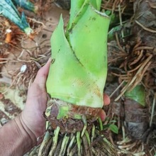 滴水观音盆栽霸王芋大型绿植客厅水培植物室内大叶子盆景海芋花卉