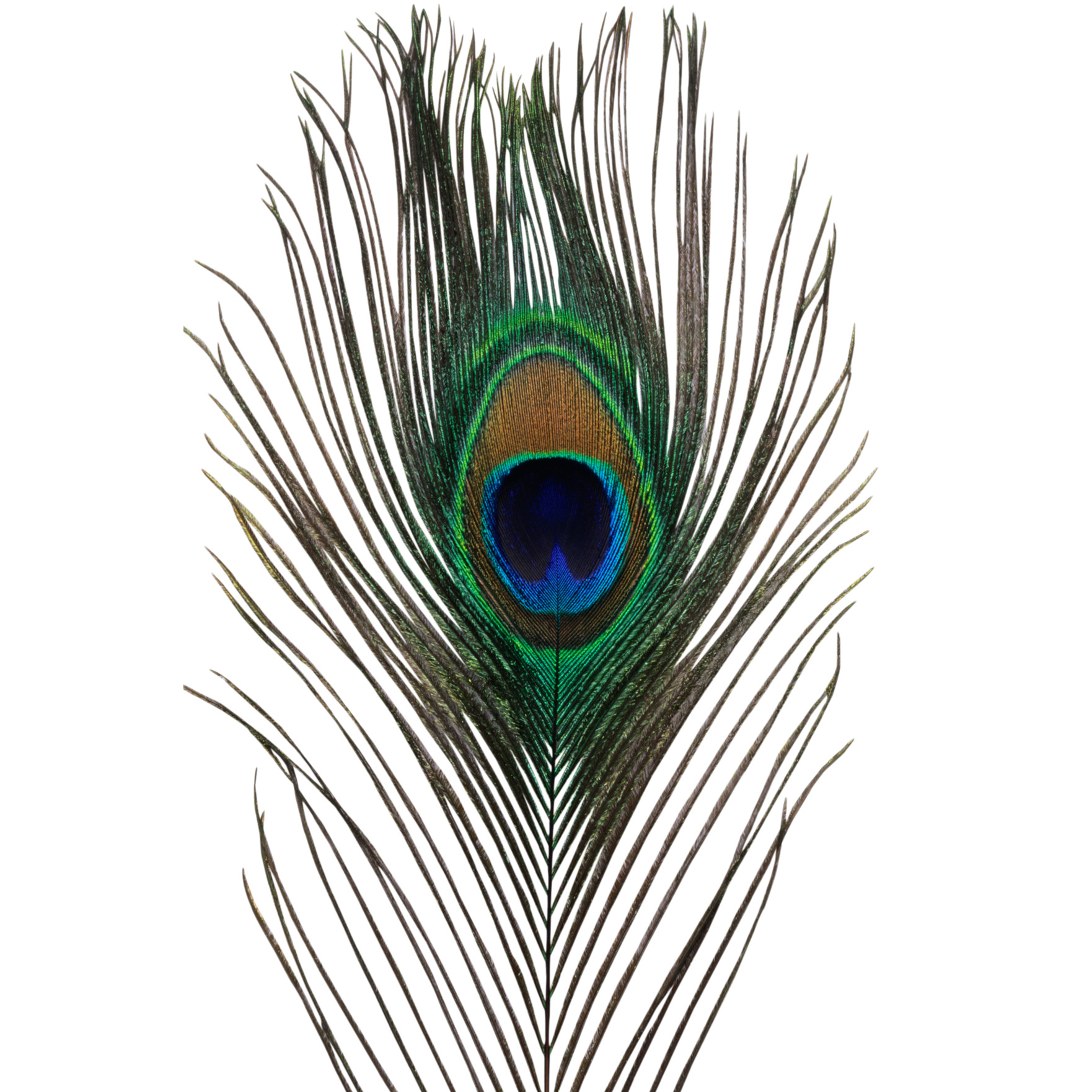 Spot al por mayor lana natural 25-30CM decoración de joyas adornos de plumas de bricolaje tocado de plumas de pavo real terciopelo