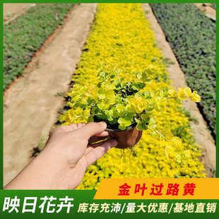Golden-Leaved Yellow Primrose Potted Seedlings Base in Qingzhou, Flower Seedlings Production, Golden-Leaved Yellow Primrose Cold-Resistant Landscaping Color Belt