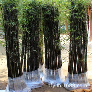 Bamboo Seedlings Courtyard Purple Bamboo Gold Inlaid Jade Arhat Bamboo Gold Bamboo Potted Outdoor Fence Blocking All Year Round Evergreen Outdoor
