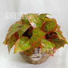 ����5�^���~ 5�^׃ɫľ �����S���~ ֲ�����Ԡ��@�־G�����