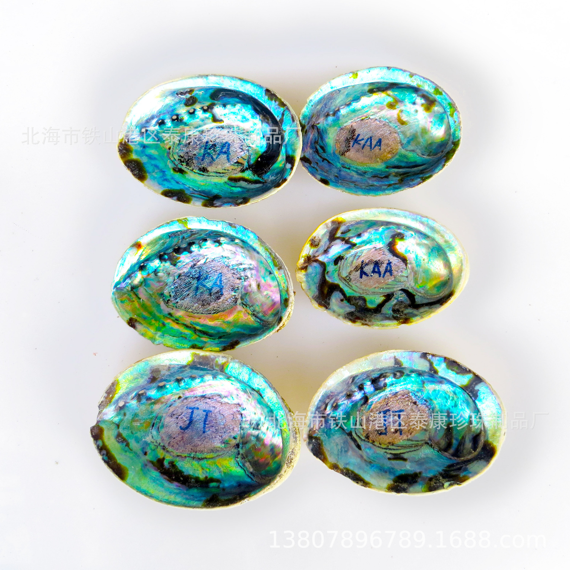 IMG_2463  新西兰JT-KA-KAA鲍鱼壳对照图6.