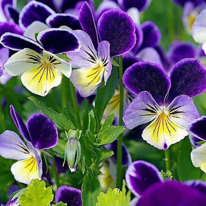 Импортные Анютины глазки Семена Кошачье лицо Анютины глазки Бабочка Семена цветов Four Seasons Балкон Двор Семена цветов в горшке