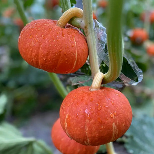 �tؐؐ�ϹϷN��ɽ�|����ζС�ϹϷN���߲����Ŵ����ˈ@�N�����l