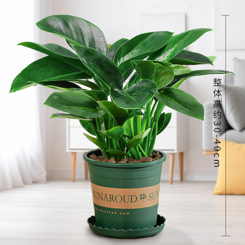 3개의 골드 다이아몬드, 높이 약 45cm + 갤런 대야 + 영양 용액