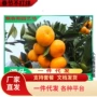 广西南方正宗桔子果苗