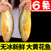 Yellow croaker without ice 10 fresh Large Seafood Aquatic products Fresh Freezing Large yellow croaker Fish Fish Special purchases for the Spring Festival wholesale